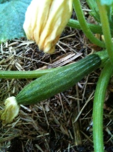 My first zucchini. It's currently less than 3 inches long.