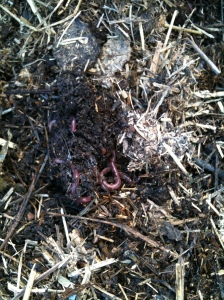 Not sure if you can see but there are at least 10-20 worms int his shot. Seriously close living quarters!
