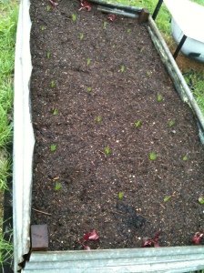 My potato onions all coming up nicely.