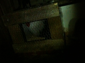 A new door to a nestng box to put Mr Rooster away for the night to minimise his crowing at 5am.