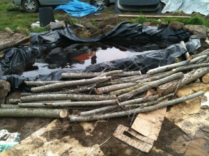 The logs will decay over time, absorbing water and attracting wonderful mycorrhizae to the soil