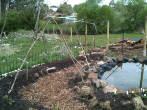 Bean trellises made from a few discarded poplar branches and a little knit fabric tie rope.