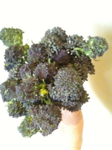 One of three bunches of purple sprouting broccoli that I blanched and froze during the week. The rest is all going to seed which I hope to collect. I'd plant this broccoli again anytime.