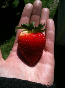 This is the strawberry that Lynda grew.