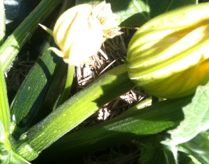 The female flowers are on a thicker stem or a thin baby zucchini.