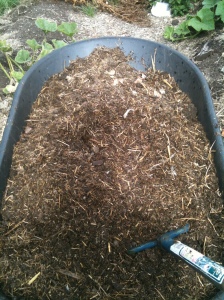 Delicious composted used goat shed straw.