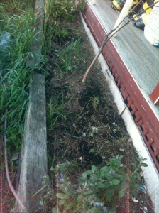 One of the garden beds in question.