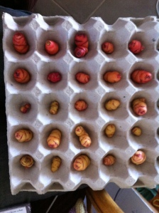 Chitting my oca, ready for planting. I bought these from Yelwek Farm, the same place from which I purchased my potato onions.