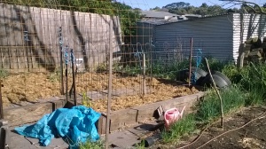 I found a photo from last week. Reo mesh for runner beans, inside I've planted pumpkins and corn.